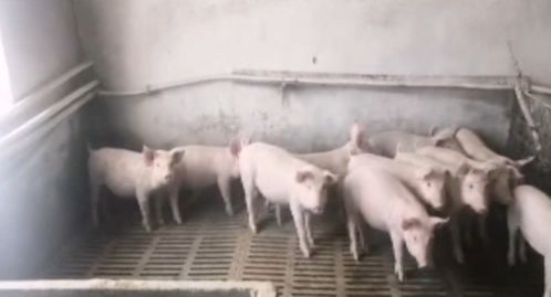 畜牧部門多措并舉應對暴雪 備足飼料、強化防寒，保障畜牧漁業平穩運行