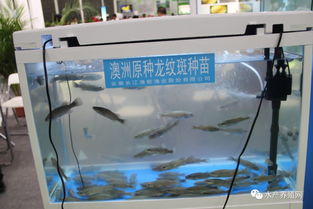 合肥漁博會(huì)盛況空前 近500家企業(yè)齊聚，亮點(diǎn)紛呈引領(lǐng)行業(yè)未來(lái)